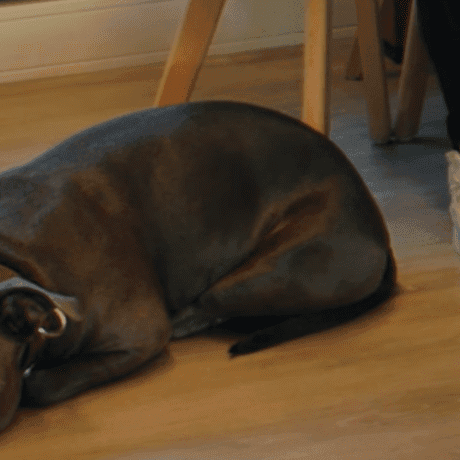 Bella, de kantoorhond van Tilstra Services